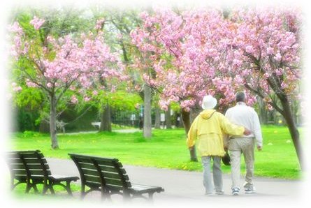 桜並木を寄り添って歩く高齢のご夫婦